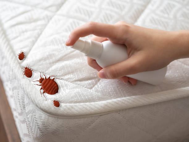 Best Cockroach Control  in Los Chaves, NM